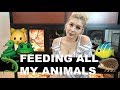 Feeding all my pets in one 