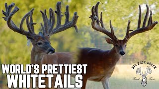 Prettiest Whitetails in the World! | Big Rack Ranch