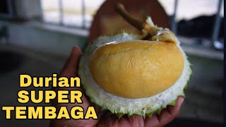 Kebun Durian Super Tembaga Ko Johan Bangka