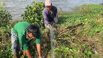 Mùa Nước Nổi Miền Tây • Săn Bắt Lúc Nào Cũng Vô Mánh | Bông Lúa Đồng Tháp