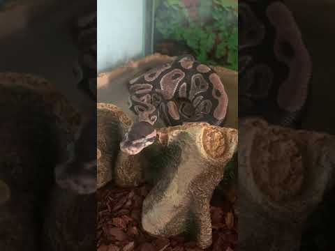 PYTHON royal faze de mue