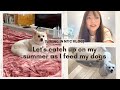 [Living in NYC Vlog] My busy summer look back - let&#39;s chat while I feed my dogs