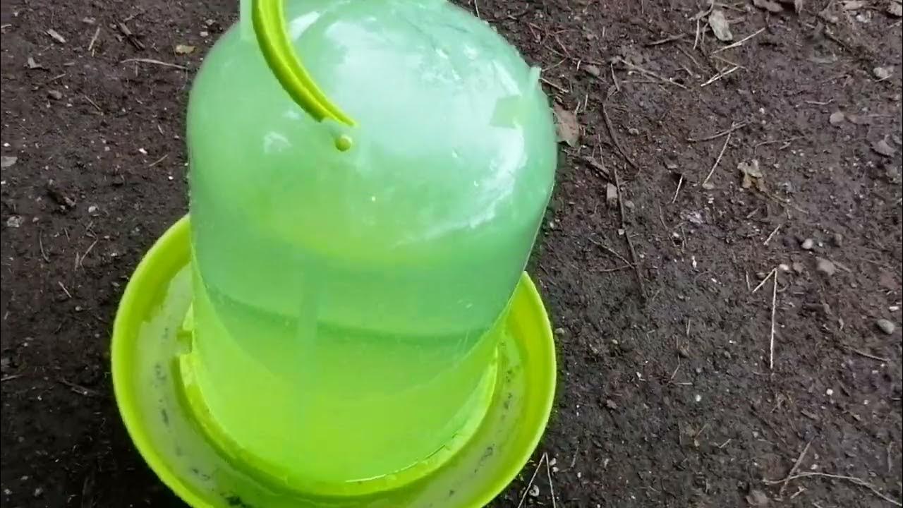 В каком возрасте линька у цыплят. Дала цыплятам творог. - YouTube