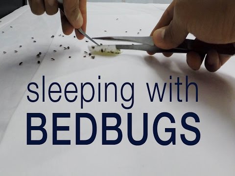 kill-bedbugs-without-pesticides:-entomologist-sleeps-with-bed-bugs