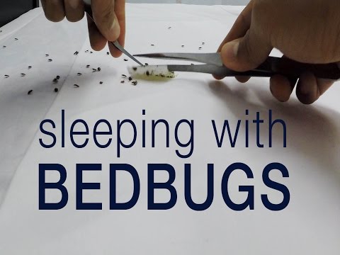 Video: Pinapatay ba ng diatomaceous na lupa ang mga bed bug?