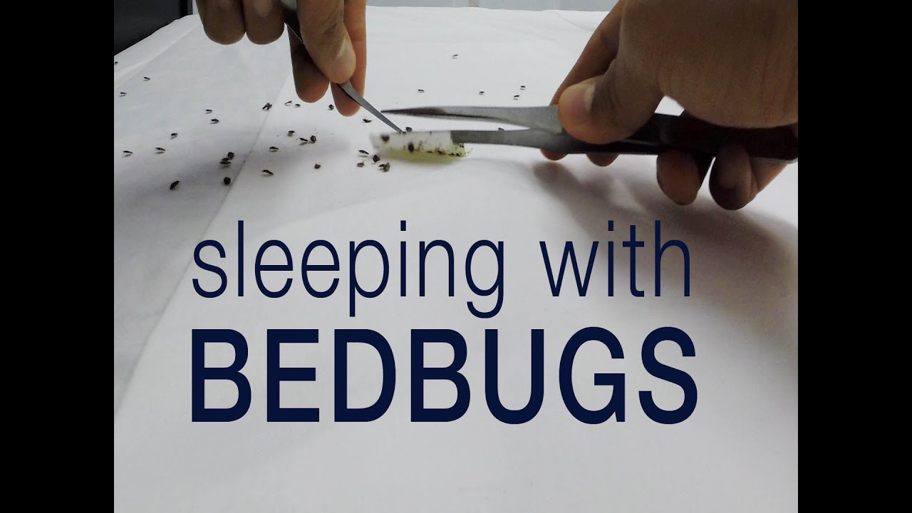 Kill bedbugs without pesticides: entomologist sleeps with bed bugs