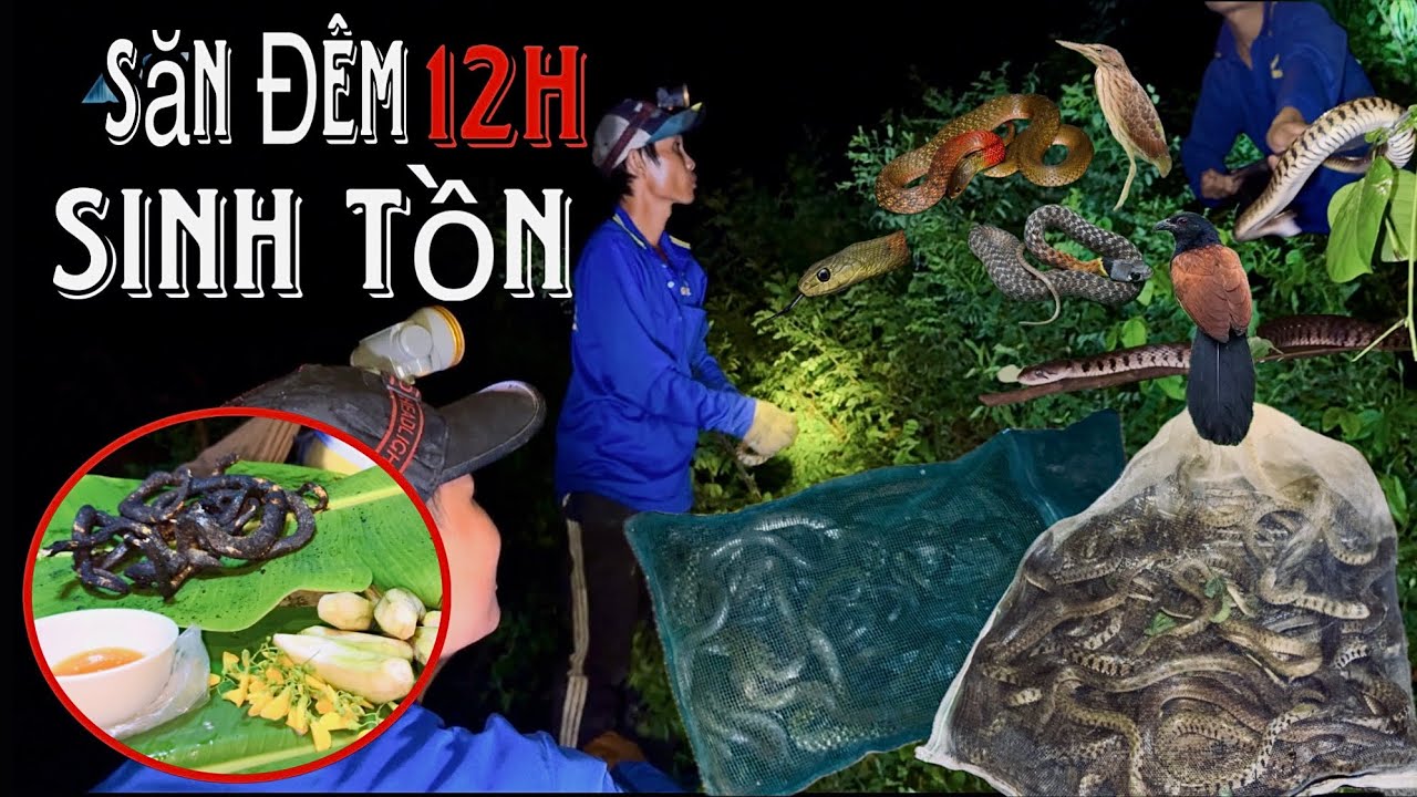 Night Hunting for Border Snakes, Lots of Snakes