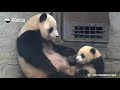 Как мама-панда заботится о своем детеныше