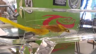 Testing The Fly Tester