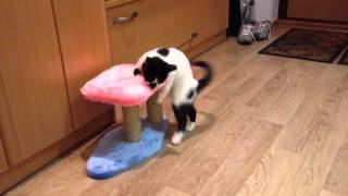Пьяная кошка отжигает:) Funny cat Пьяная кошка отжигает:) Funny cat