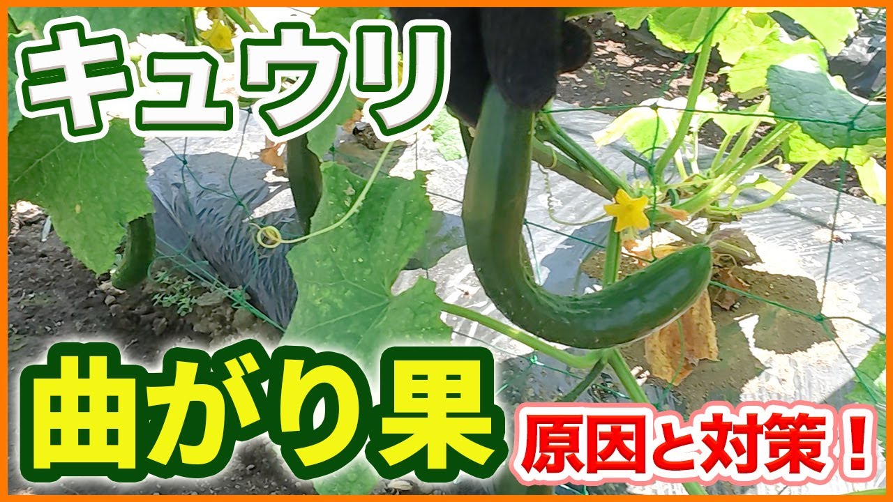 What causes cucumbers to bend? A thorough explanation of measures