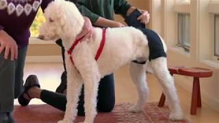 Ortho Dog - Hip Hound Brace Demo