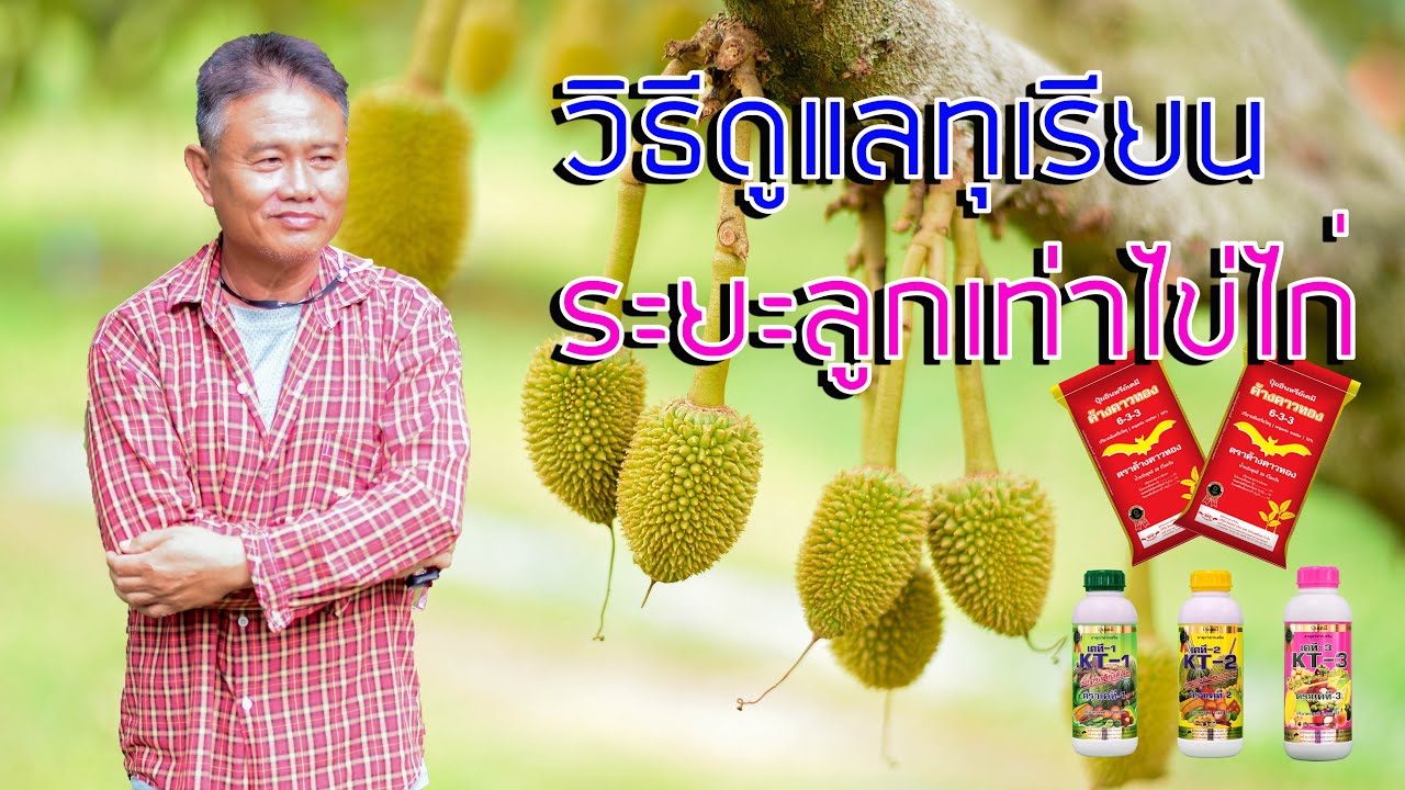 วิธีดูแลทุเรียน ระยะลูกเท่าไข่ไก่