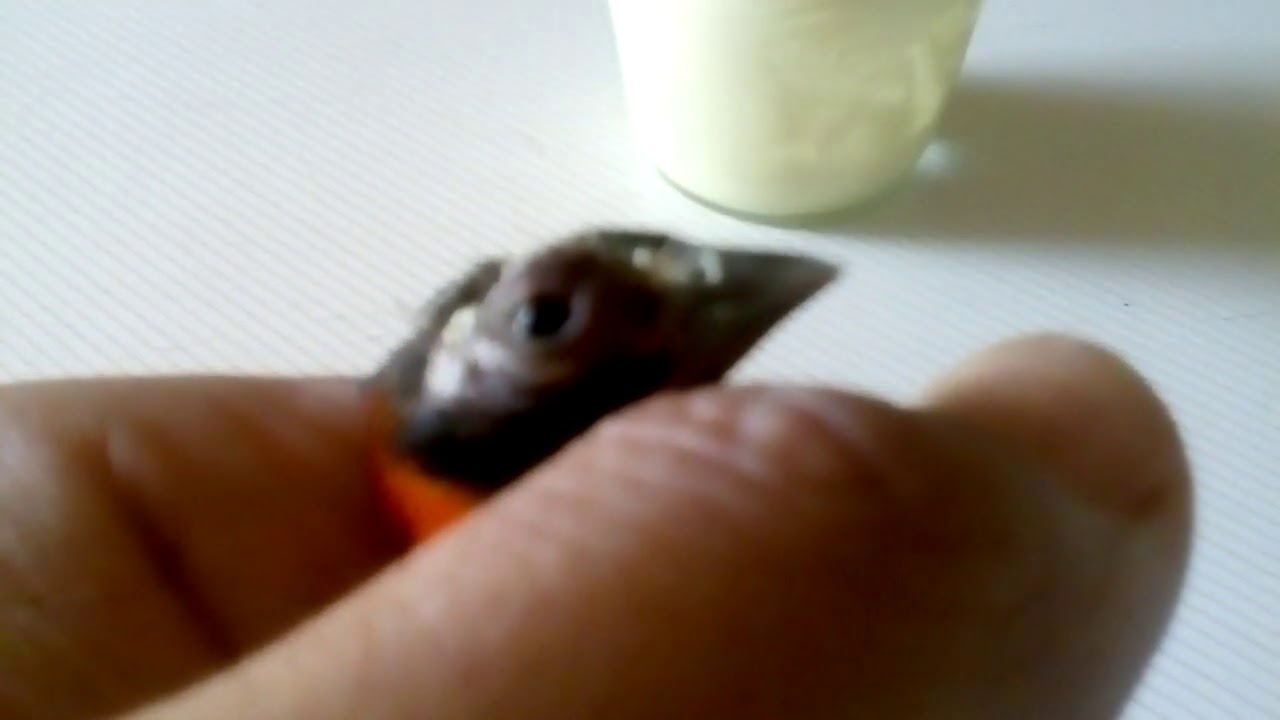 TRATAMIENTO NATURAL CONTRA TRICOMONAS Y DEMÁS PARÁSITOS.