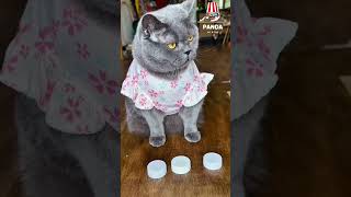 My cat is very clever; he can tell which one has food without even looking.😜😁#cat #funny #pets