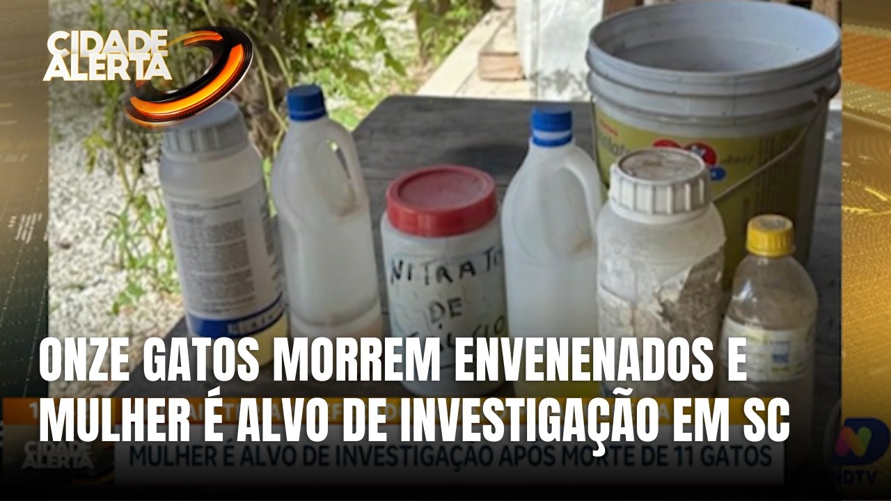 Mulher é investigada após morte de 11 gatos por envenenamento em SC
