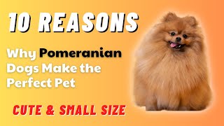 Top 10 Reasons Why Pomeranian Dogs Make the Perfect Pet