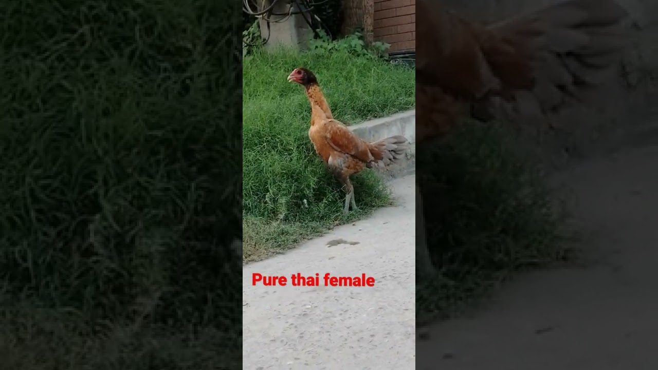 pure thai black eyes female