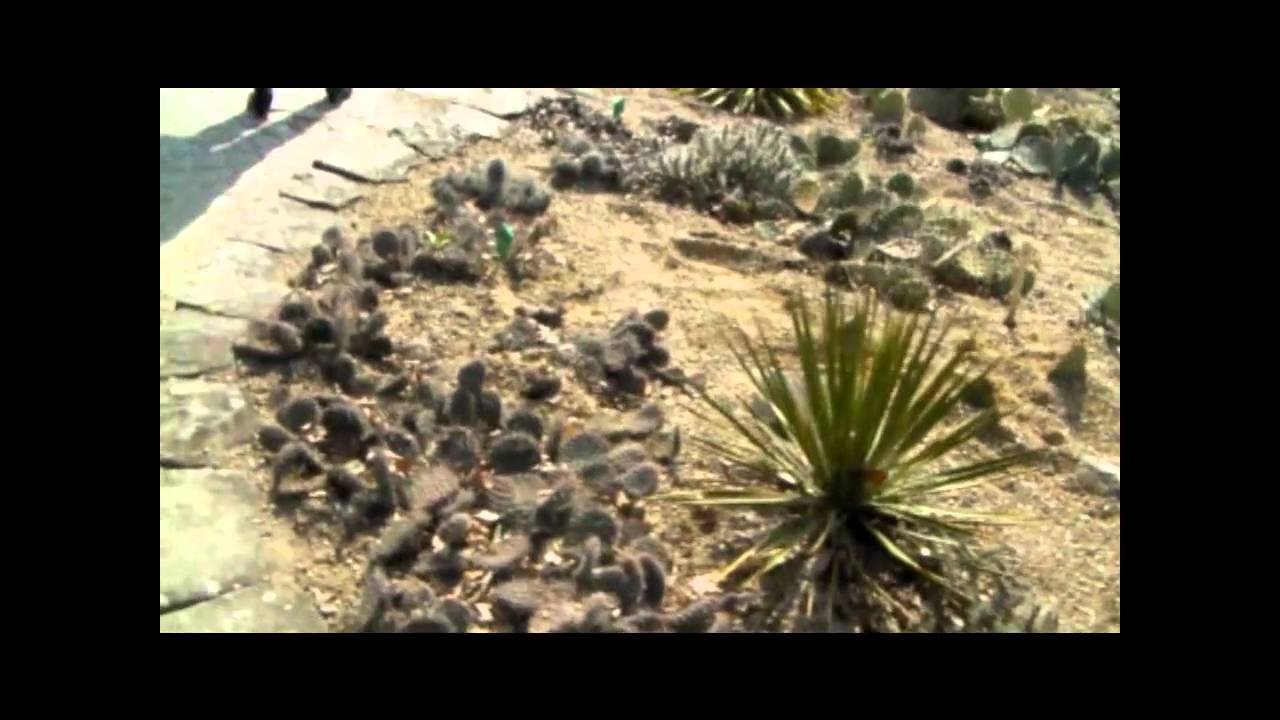Staudenmarkt Botanischer Garten 2011 Youtube