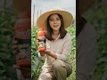 Pupuk NPK Terbaik, Nutrisi Tambahan Untuk Palawija, Keunggulan Vertine NPK Dibanding Pupuk Biasa
