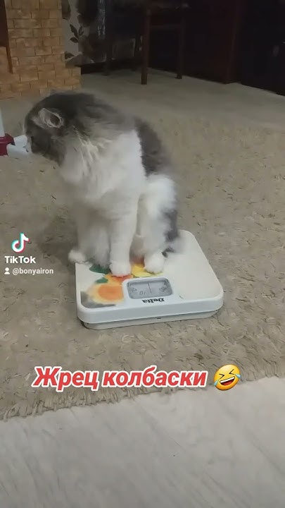 #жрец #колбаска #котик #юмор - YouTube