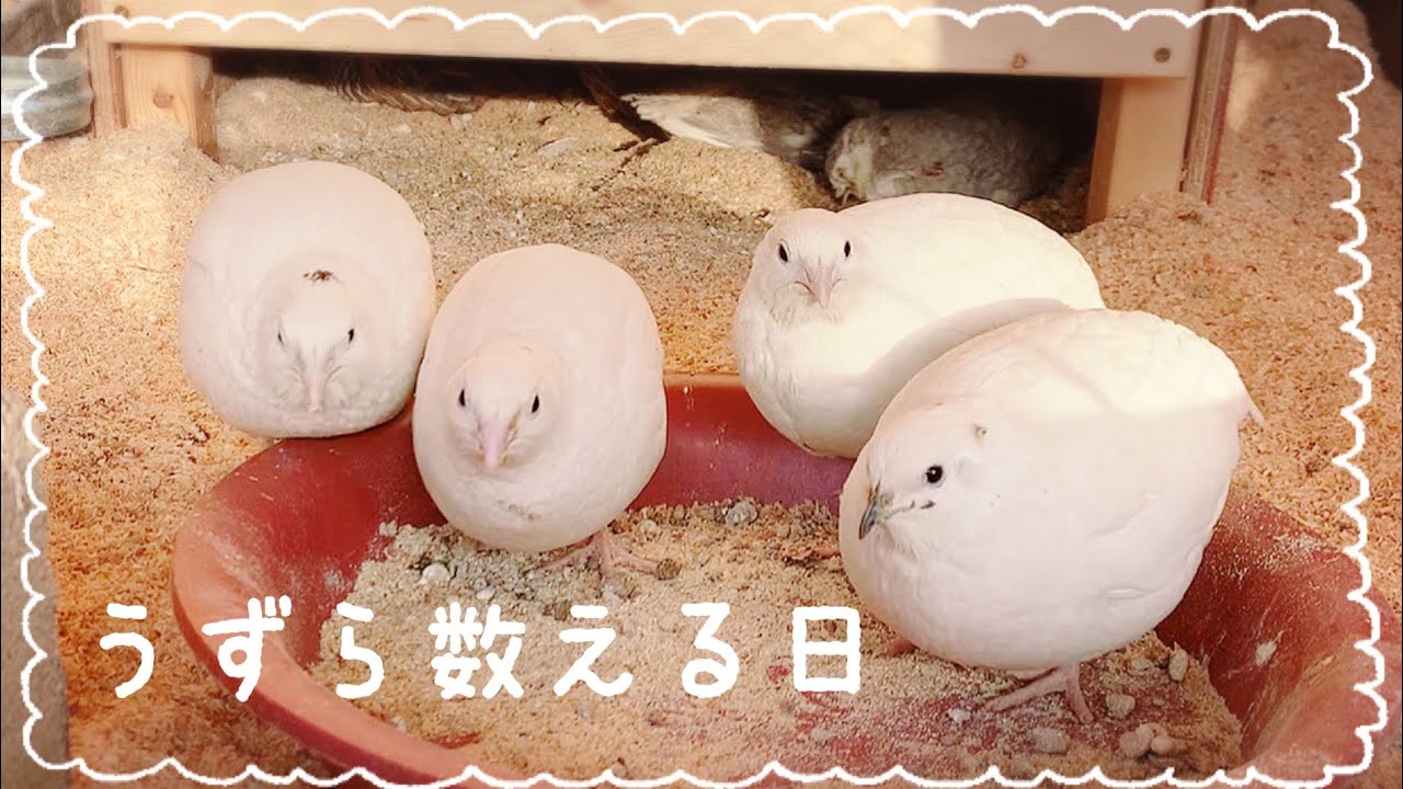 The Annual Quail Counting Day [Periodic Poultry Report] - YouTube