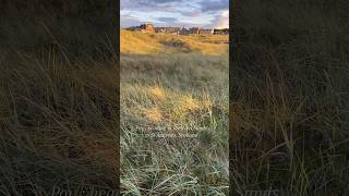  Stopping For A Moment To View The Town From The Dunes standrews scotland
