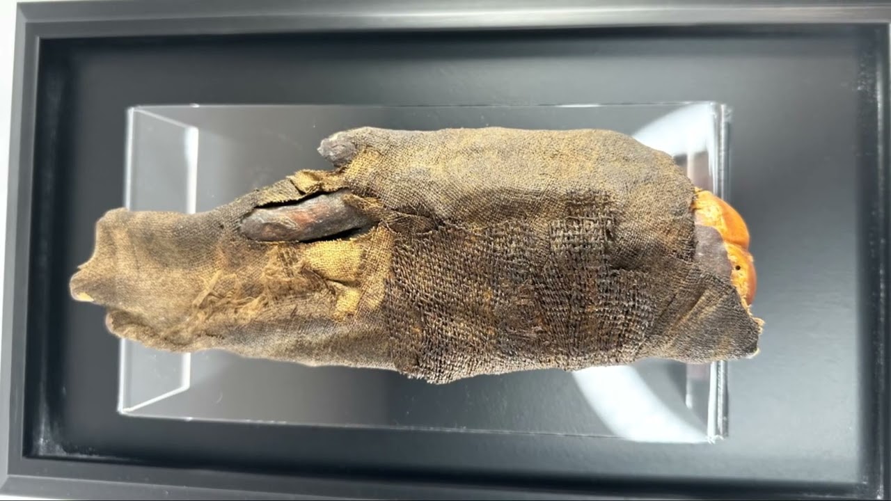 Real Mummified Hand from Ancient Egypt, 2000-Year-Old Artifact Unveiled | DNA, X-Ray 