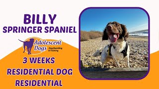 Billy the Springer Spaniel - 3 Weeks Residential Dog Training by Adolescent Dogs Ltd 154 views 2 months ago 3 minutes, 39 seconds