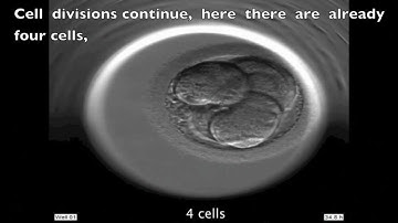 INSTITUT MARQUÈS - Development of a human embryo seen with Embryoscope
