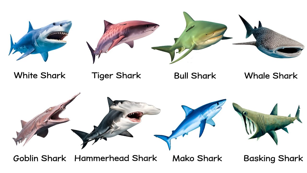 Every SHARK Species Explained in 11 Minutes