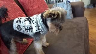 Cat attacks Yorkie - work vlog by Agent the teacup Yorkie 4,327 views 6 years ago 6 minutes, 21 seconds