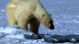 Un ours polaire s'attaque à un troupeau de morses