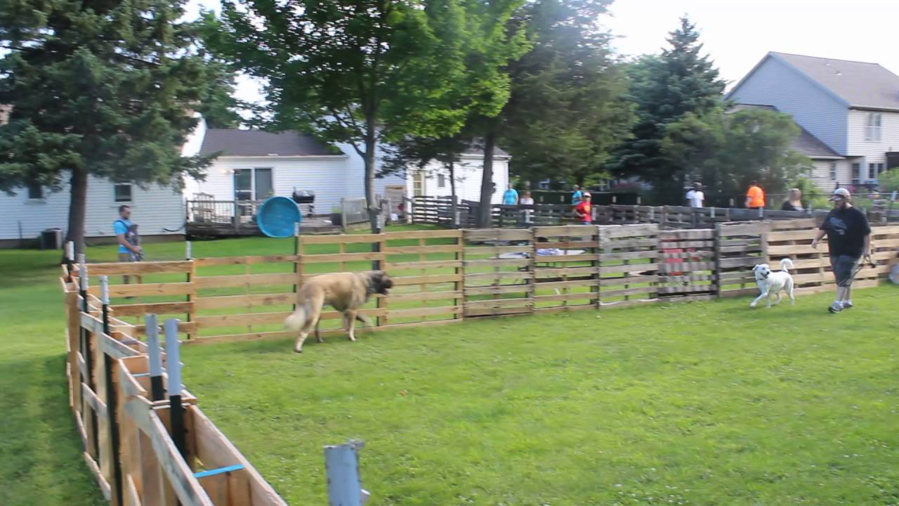 Free Saturday Social | Majors Academy Dog Training and Rehabilitation