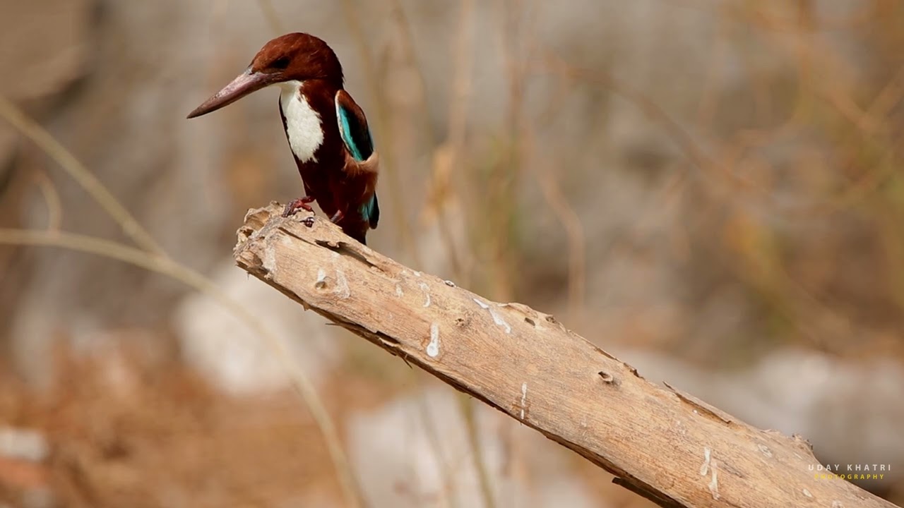 Kingfisher close up.... 