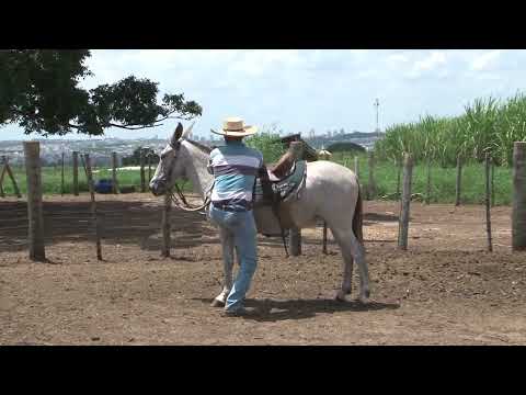 LOTE 06 TV MUARES