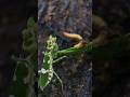 High-class Hunter and the Fat Feast #prayingmantis #shorts