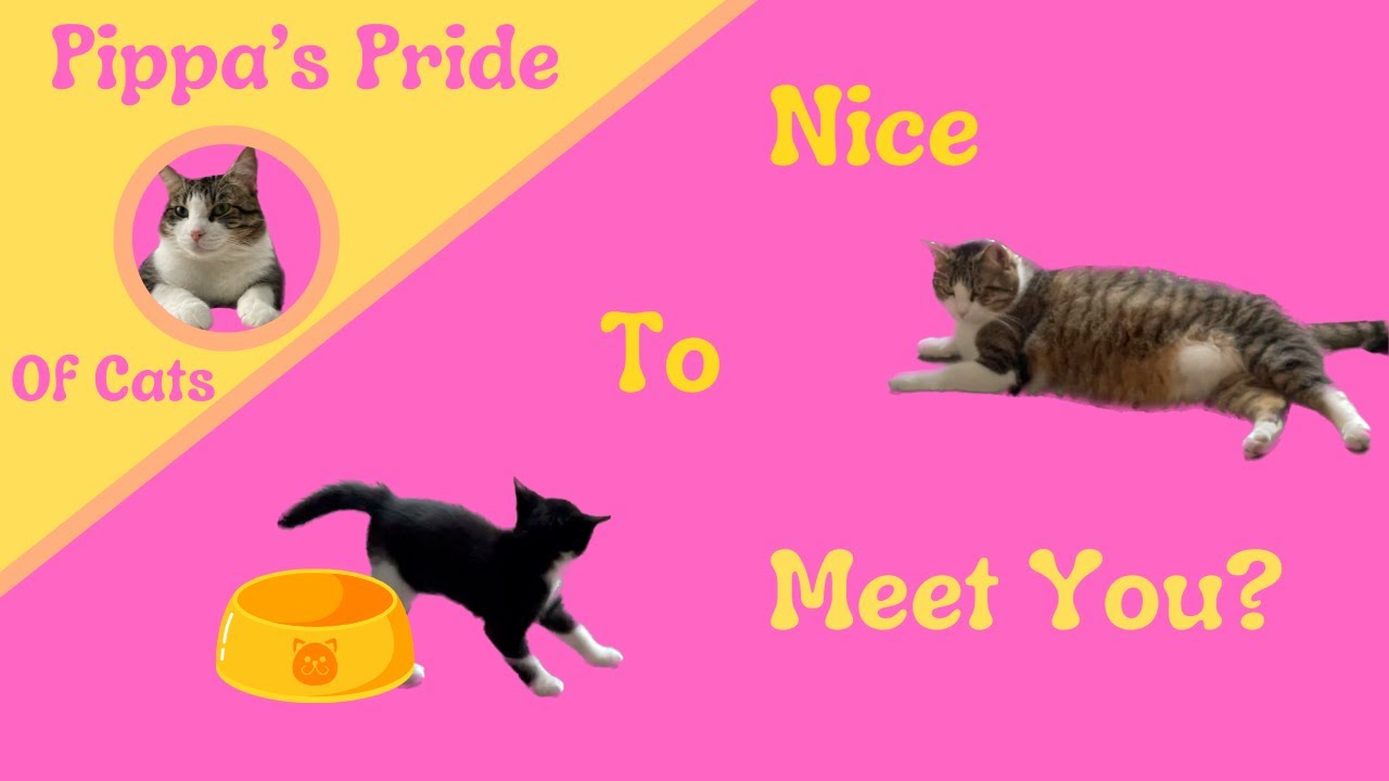 Cat Meets Kitten - YouTube