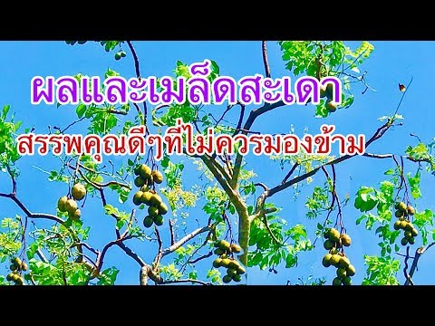 วีดีโอ: เมล็ดสะเดาคืออะไร?