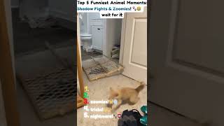 Hilarious Animal Zoomies &amp; Shadow Fights!  Wait for it...🐾😂 #shorts #funnyanimals