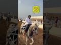 عرضة الخيل صور ١٨ ٧ ٢٠٢٥م 