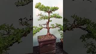 ธรรมชาติในกระถาง #บอนไซ #bonsaiart #bonsai #gardener