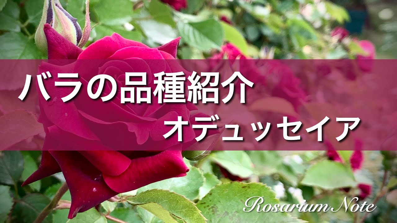 バラの品種紹介 オデュッセイア Youtube