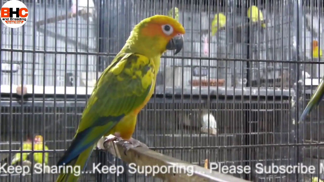 Yellow Ringneck Rainbow Lorikeet Sun Conure Parrots Breeder Pairs