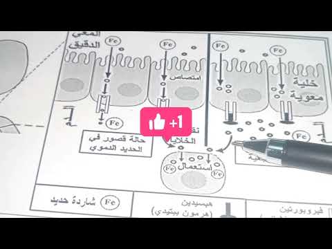 حل تمرين 02 العلاقة بين البنية والوظيفة الجزء الاول  2024
