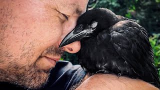 Raven Shares Morning Coffee with Man Who Rescued Him
