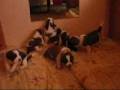 pups20days