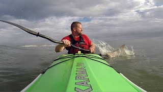 Shark pursues kayaker to in Matanzas Inlet