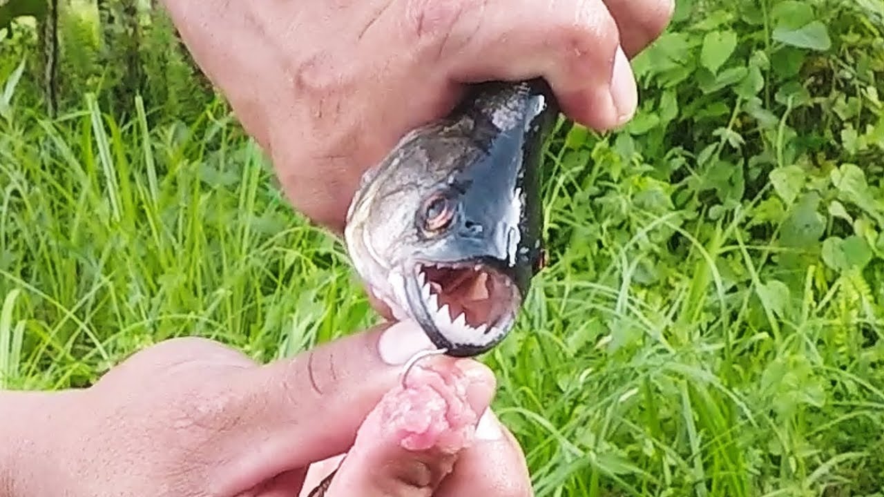  Piranha  in Amazonian lake ferociously attack  meat dipped 