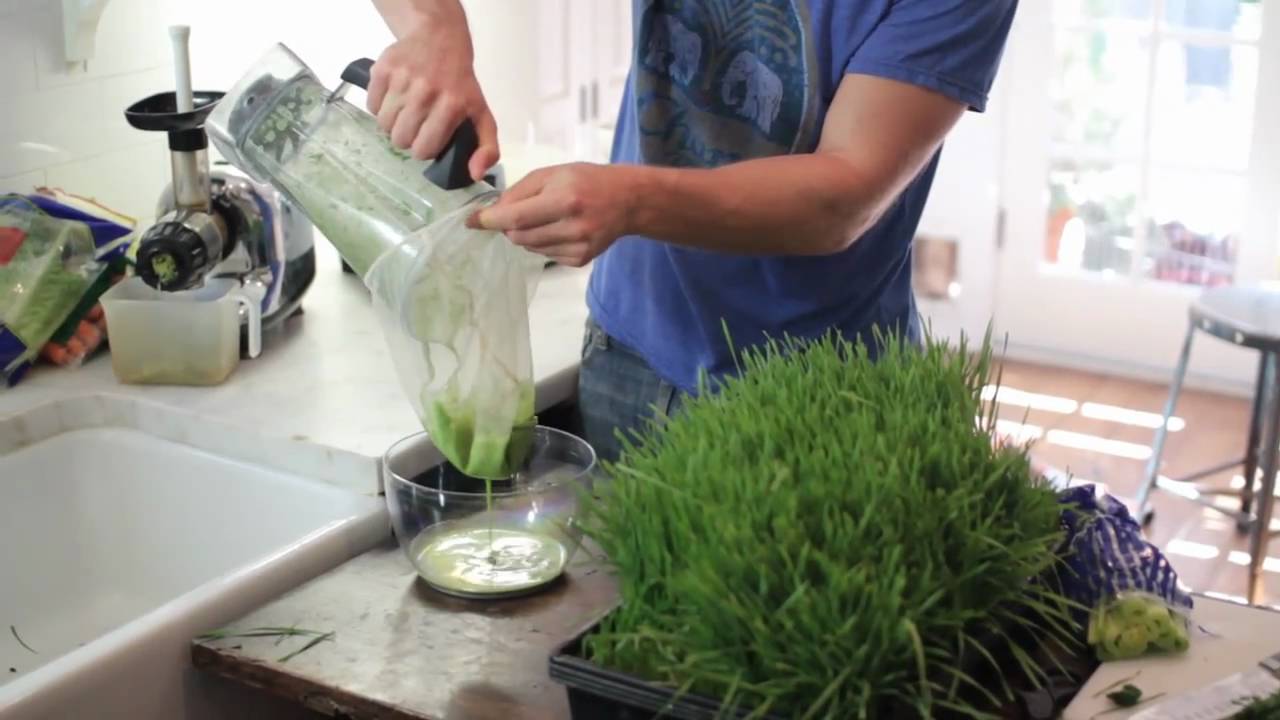Top Wheat Grass Recipes YouTube